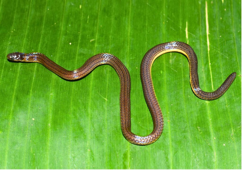 New species of reed snake discovered from Garo Hills, Meghalaya highlights hidden biodiversity of Northeast IndiaGuwahati, India | April 2026